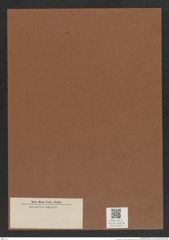 Diatomeae indet. Zeichnungen Sammlung Grunow Mappe 03524 (Herbarium_W_Grunow_drawings_Folder_03524)